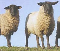 Schurwoll-Schafe