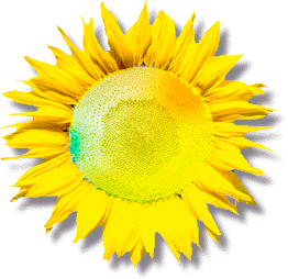URSPRUNG Logo Sonnenblume